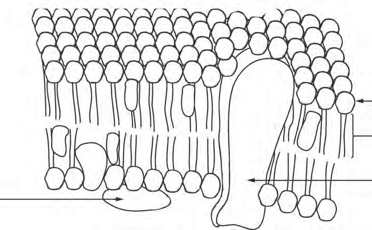 7 3. The diagram below shows part of the plasma membrane from an animal cell.