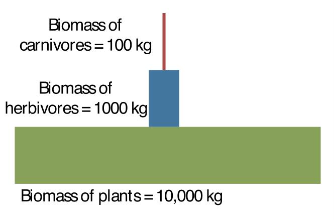 Biomass Pyramid Question This graph shows a pattern that biologists have observed in most ecosystems on Earth.