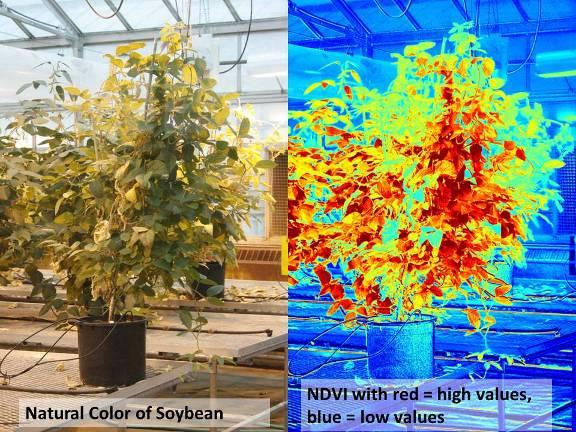 Spectral analysis is being used in the Agronomy Department at K-State to determine the level of photosynthetic activity of vegetation in many different situations. We decided to work with Dr.