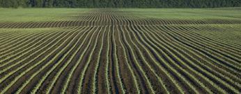Keeping old-crop residue away from new-crop roots and seedlings should help to minimize such damage.
