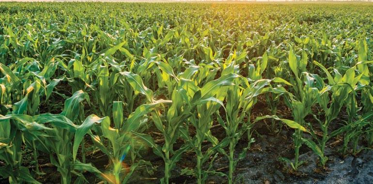 Considerable effort has gone into trying to explain the yield increases found when corn and soybean are grown in sequence instead of continuous monocropping.