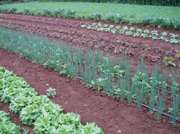 Planning for Flexibility in Effective Crop Rotations Chuck Mohler Cornell University Outline Introductory comments What we learned from the famers Tools for crop rotation planning Basics of a