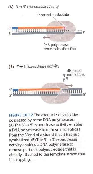 DNA polymerase can degrade polynucleotides as well as synthesize them 3 5 exonuclease, 5 3 exonuclease Enable a