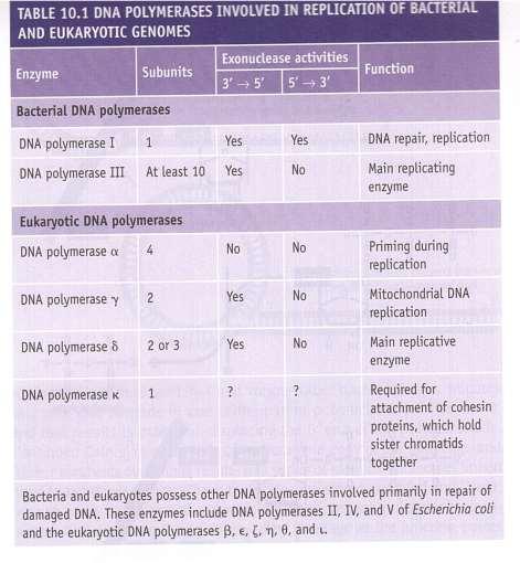 Some polymerases are capable of both activities, while others only one or neither of them DNA polymerase I: 1957 DNA polymerase II