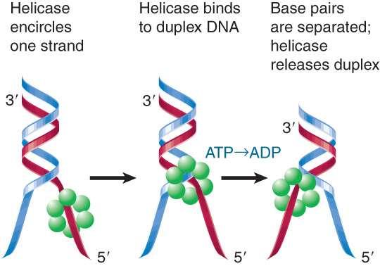 Replication Requires a Helicase and a Single-Strand Binding Protein Replication requires a helicase to separate the strands of