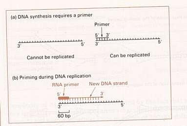 DNA polymerases are a family of enzymes that carry out all forms of DNA replication.