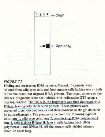 Priming of DNA synthesis Replication M13 phage DNA DNA polymerase is involved in M13 phage replication However, rifampicin (inhibit RNA polymerase) inhibit replication of M13 phage Since DNA