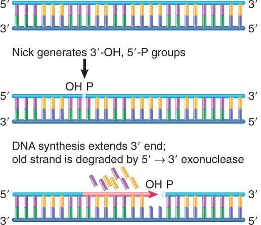 DNA Polymerases Have Various Nuclease Activities DNA polymerase I has a unique 5 3
