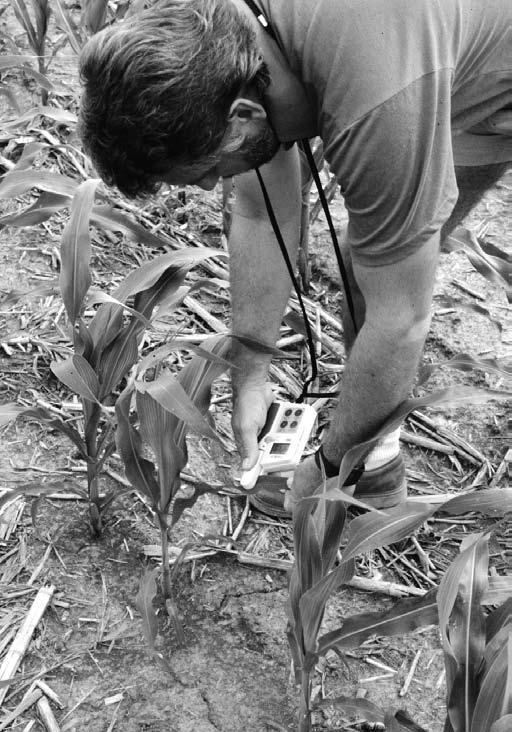 3. Chlorophyll meter readings of corn leaves are affected by the part and position of the leaf on the plant that is sampled.