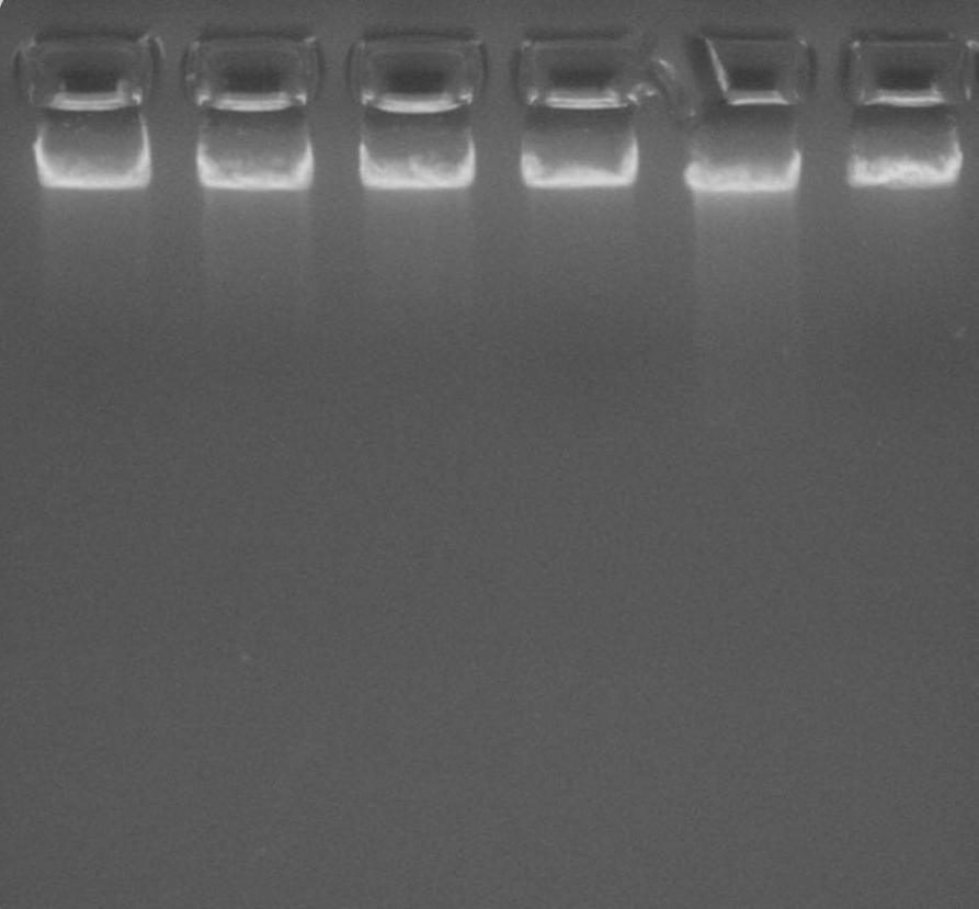 Geneaid TM DNA Isolation K its Introduction Geneaid DNA Isolation Kits offer a simple and gentle reagent DNA precipitation method for isolating high molecular weight genomic, mitochondrial or viral