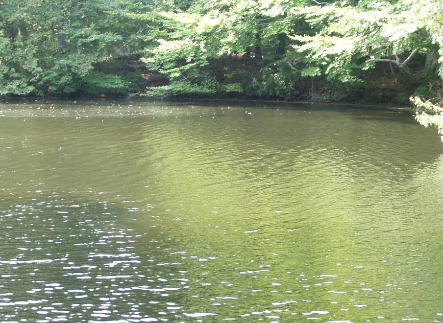 Burr s Pond & The Runnins River: An Annual