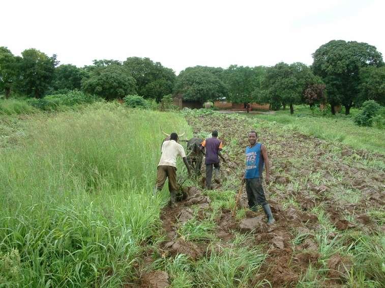 Zambia LATE PLOUGHING AND NITROGEN IMOBILISATION Large amounts of weeds ploughed into the soil reduce