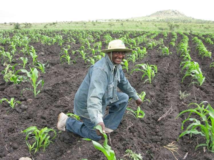 PLOUGHING AND POOR CROP EMERGENCE Kenya Seeding behind the plough can lead to poor