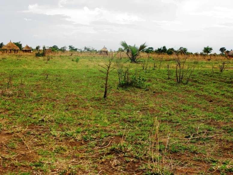 PLOUGHING AND KAPINGA (Cooch Grass) INFESTATION Zambia Land abandoned due to heavy infestation of Cooch grass Continuous
