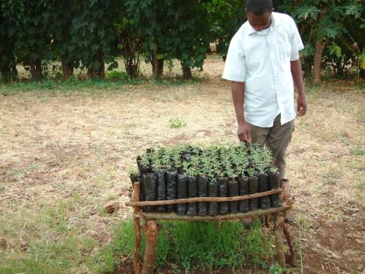 Typical SSF Air-pruned nursery of 125 seedlings In Zambia: Seedlings sown in mid