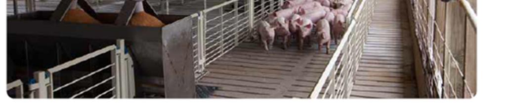 On the day of loading, internal gates are swung open, and then pigs are moved down these opened pens to the end and then turn and head towards the chute So what is the pen and what is the alley?