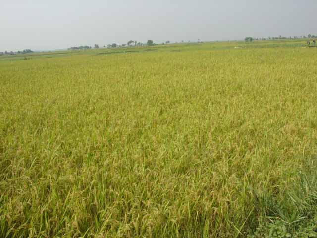 As a result 11-34% yield loss occurred for local and 43-50% for modern rice varieties.