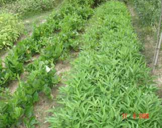 amaranth, coriander and mungbean
