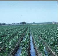 Increasing reliance on renewable technologies can alter regional water demand USDA REGION 5 6 7 Ethanol Water Consumption (gal. water/ gal. product) Surface Water Irrigation 6.7 10.7 281.