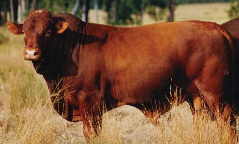 Earning Capacity Brigalow Economic analysis demonstrated that the Belmont herd produced 20% more income than the Hereford herd and 12% more than the Simmental herd. c.