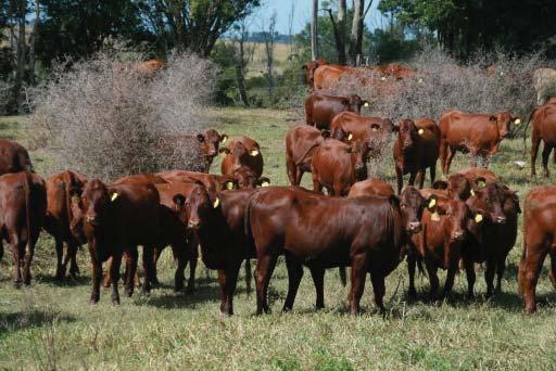 Evaluation The Belmont has undergone extensive scientific and commercial objective comparative evaluations against many breeds in a wide range of environments, both domestically and overseas.