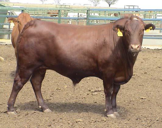 11 a,b,& c it can be seen that the beef from all breeds finished on Northern Pasture and