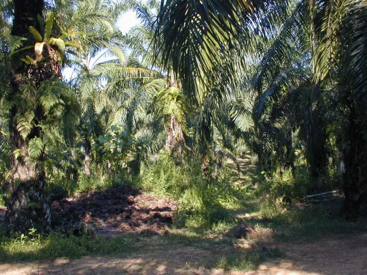 UTILISATION OF OIL PALM BIOMASS FOR VARIOUS TYPES OF PULP