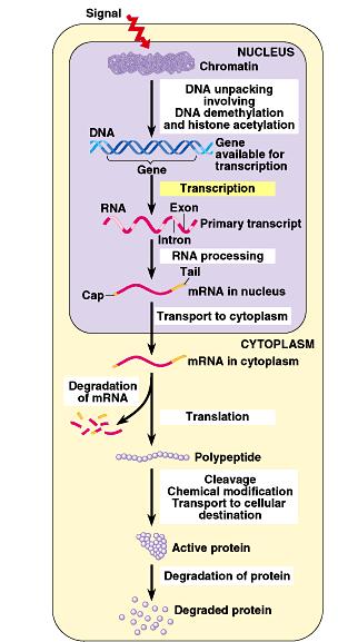 DNA in humans Points of control The control of gene expression can occur at any step in the pathway from gene to functional protein unpacking DNA transcription mrna processing mrna