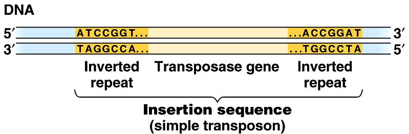 Interspersed repetitive DNA Repetitive DNA is spread throughout genome interspersed
