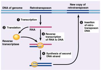 1st transposons in Zea mays (corn) in 1947 1947 1983 Retrotransposons Transposons actually