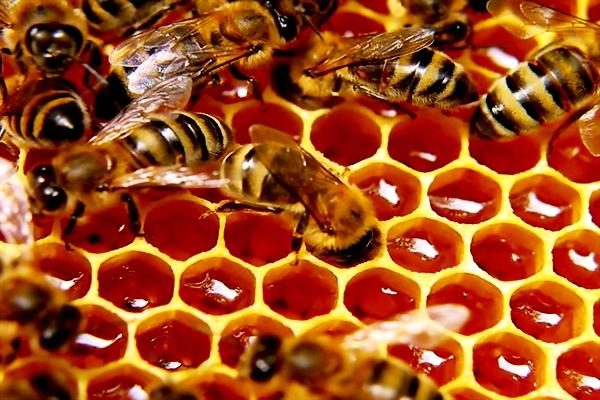 depend on insect pollinators A bee hive can produce over 100lbs of honey