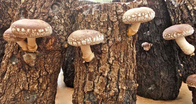 Forest Farming Mushrooms,
