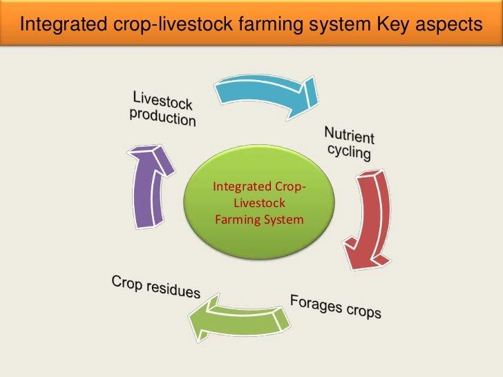 Integrated Farms A different production model is based in the integrated production of livestock and crops In this model, crops and livestock interact to create a synergy with recycling allowing the