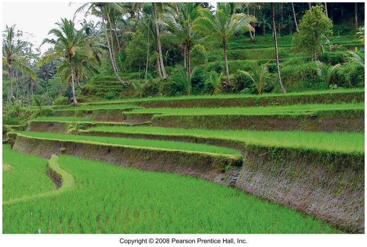 Wet Rice Terraces in Indonesia Terraces create flat