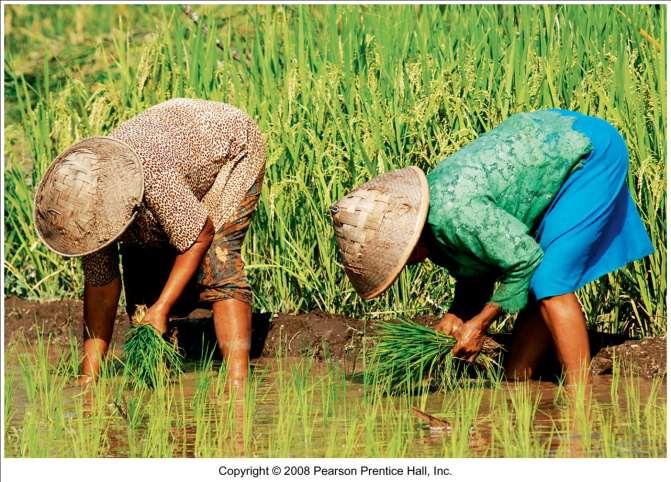 Rice Harvesting, Indonesia Wet rice