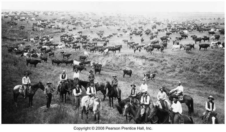 Cattle Drive on