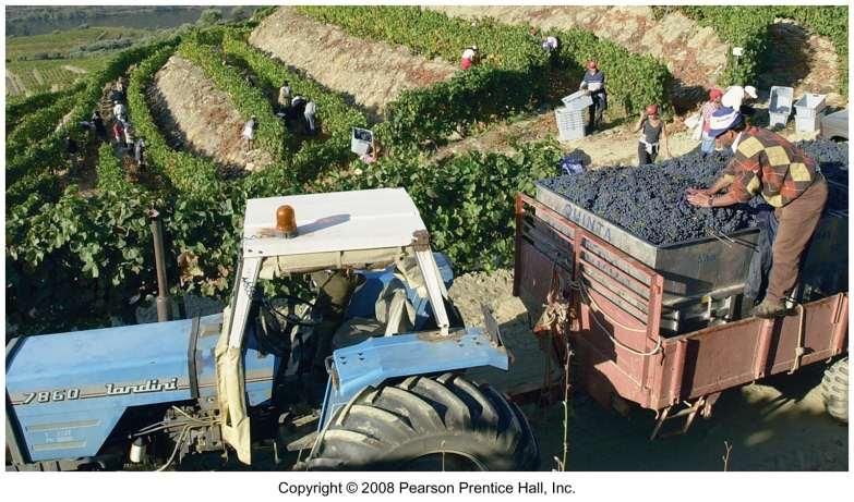 Vineyard in Portugal Grapes loaded in vineyards on
