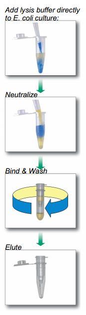 Plasmid Miniprep Kit 1. Add 600 µl of bacterial culture grown in LB medium to a 1.5 ml microcentrifuge tube. 2. Add 100 µl of 7X Lysis Buffer (Blue) and mix by inverting the tube 4-6 times.