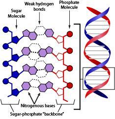 To understand how DNA carries information about the physical traits of an organism, it is necessary to first understand the structure of the DNA molecule.
