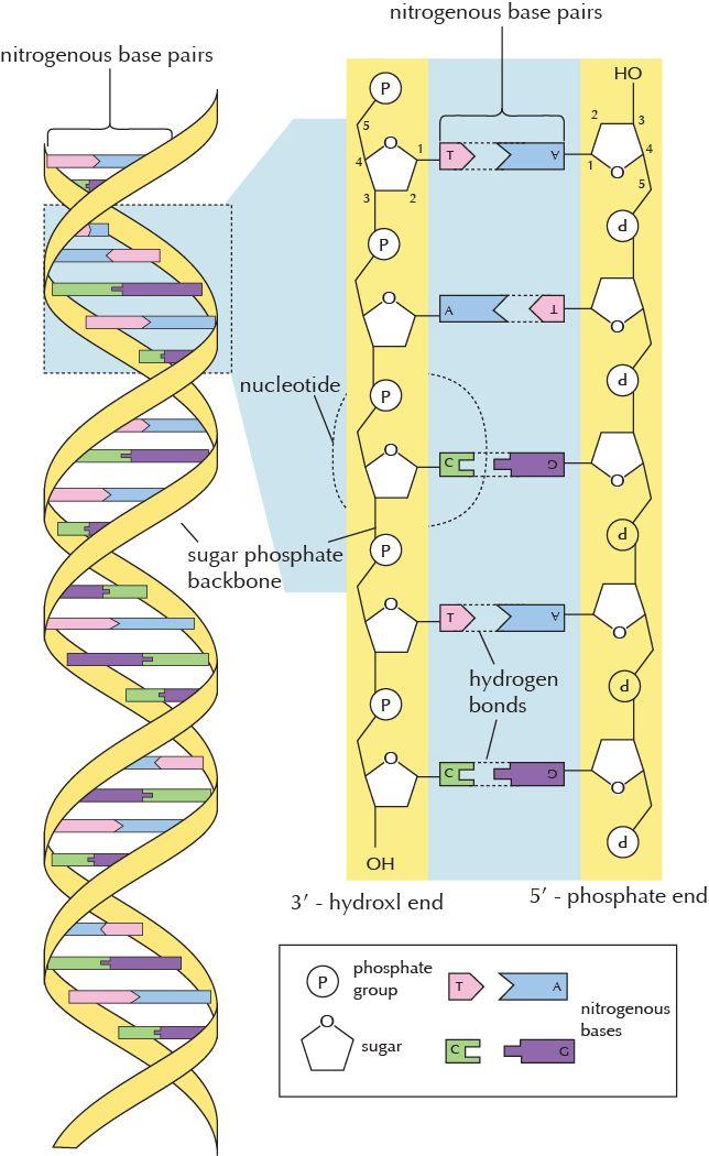 Part II: Components of DNA, continued Procedure for building a model of DNA: 1.Obtain the pipe cleaners for your model.