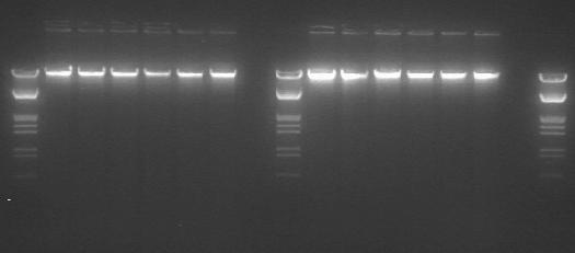 4.4 DNA Fragmentation The size of the extracted DNA was evaluated by agarose gel electrophoresis; 1.5 µl of the DNA solution were analysed on a 1.0% agarose gel (Figure 1).