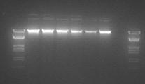 None of the DNA samples showed indication of significant degradation ( smearing ). Figure 1. Agarose gel electrophoresis of eighteen genomic DNA samples extracted from soybeans.