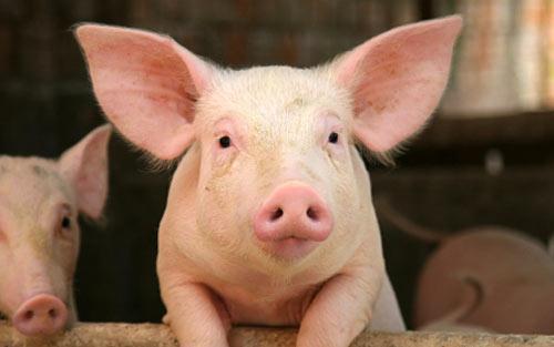 2012 Russia Baltic Pork Invest ASA RBPI Group has established modern and vertically integrated pig farm in Kaliningrad Region.