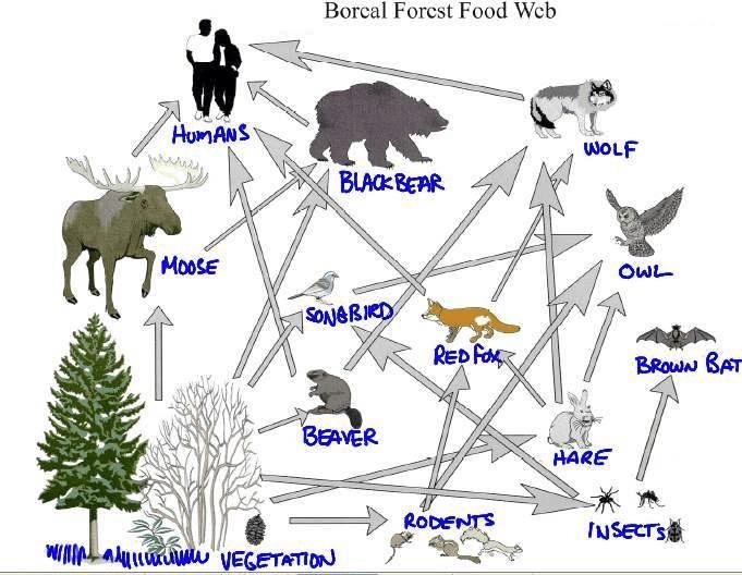 2. Use the food web below to answer the questions that follow. (6%) A) What is the primary source of energy in this food web? B) Name one producer in this web.