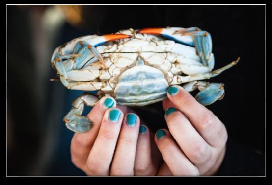 RESEARCH NEEDS Blue Crabs 1. Better characterize recreational harvest or funding to continue. 2.