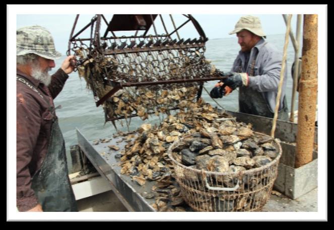 INDICATOR SUPPORT: FISHERIES Oysters Identify an interim