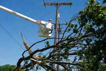 Because two-thirds of our power outages are associated with trees, we are renewing emphasis on tree trimming, in consultation with customers and affected communities.