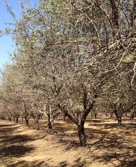 Other Drought Points Stressed trees will flare mites, have earlier hull-spit Decrease Nitrogen rates if lower yields expected