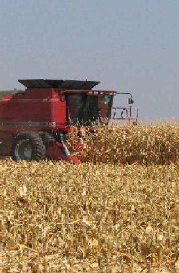 Kansas Corn