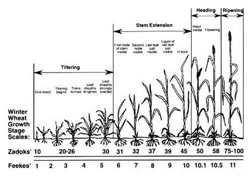 Growth and Development of Winter Wheat Image from VTU
